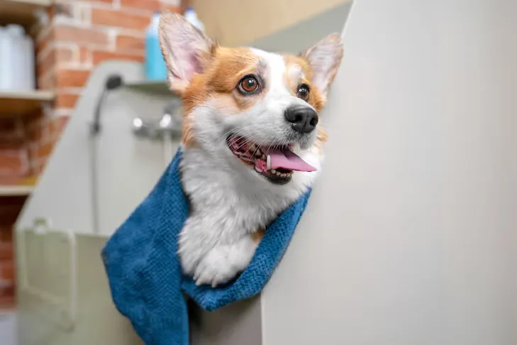 How to Bathe a Dog at Home Without Turning It Into a Slippery Mess