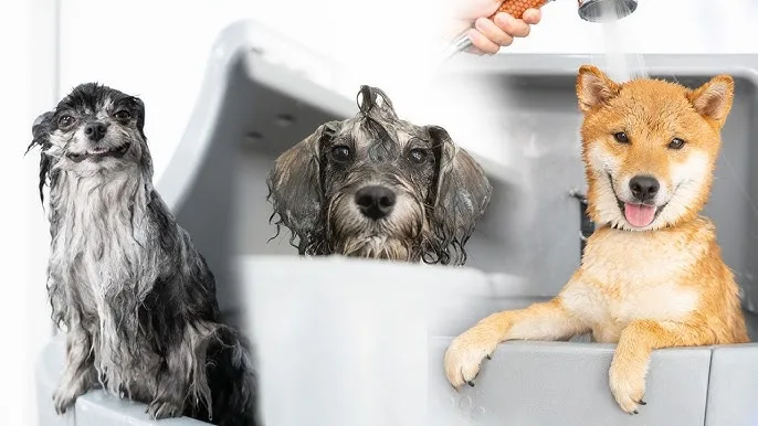 How to Bathe a Dog at Home Without Turning It Into a Slippery Mess