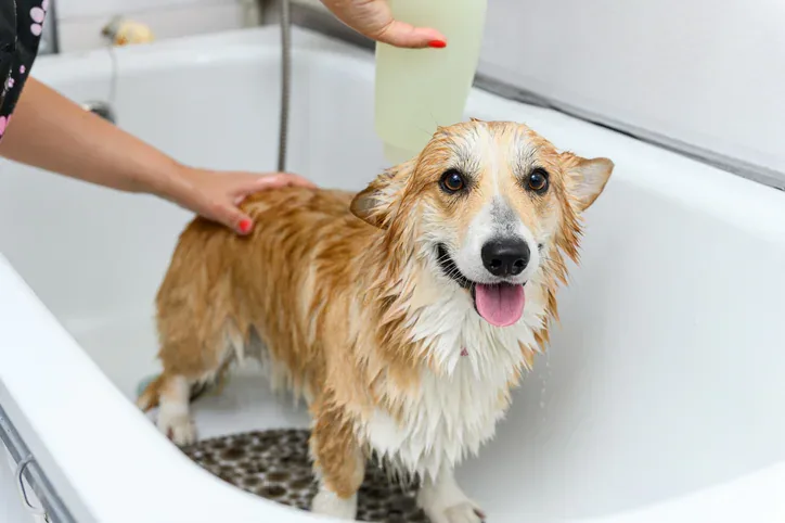 How to Bathe a Dog at Home Without Turning It Into a Slippery Mess