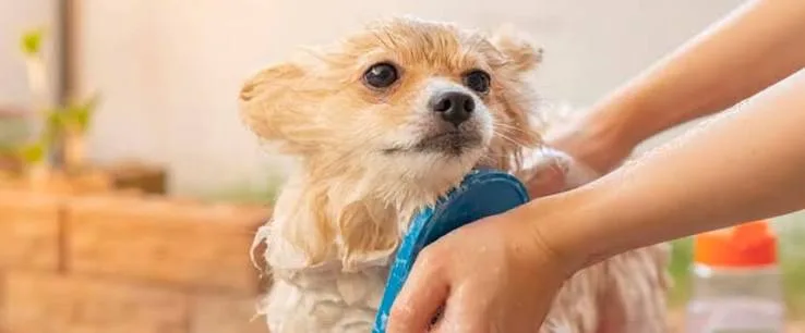 How to Bathe a Puppy on a Schedule That Protects Sensitive Skin