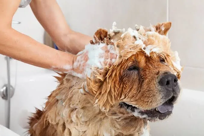 How to Bathe a Puppy on a Schedule That Protects Sensitive Skin