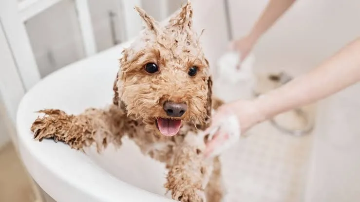 How to Bathe a Puppy on a Schedule That Protects Sensitive Skin