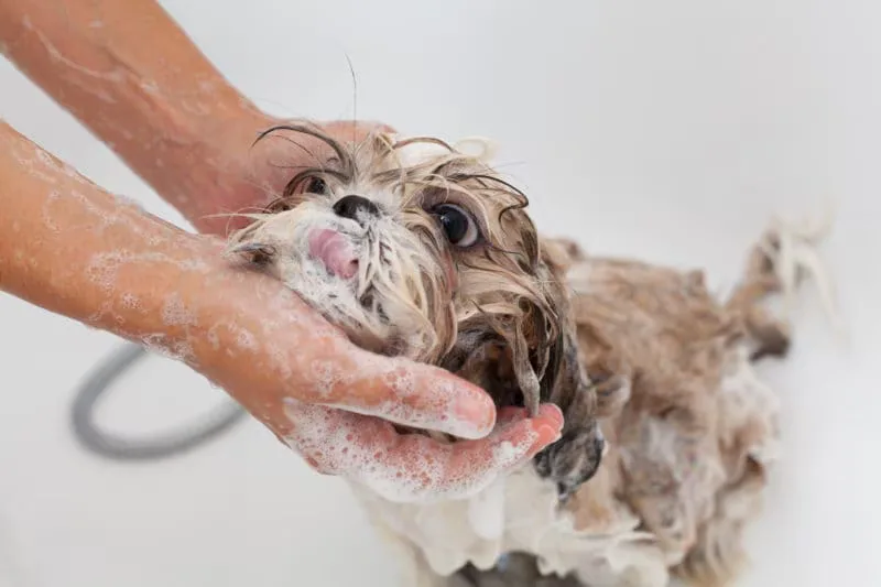 How to Bathe a Puppy Safely From First Rinse to Blow-Dry