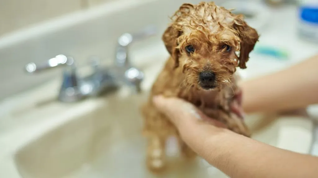 How to Bathe a Puppy Safely From First Rinse to Blow-Dry