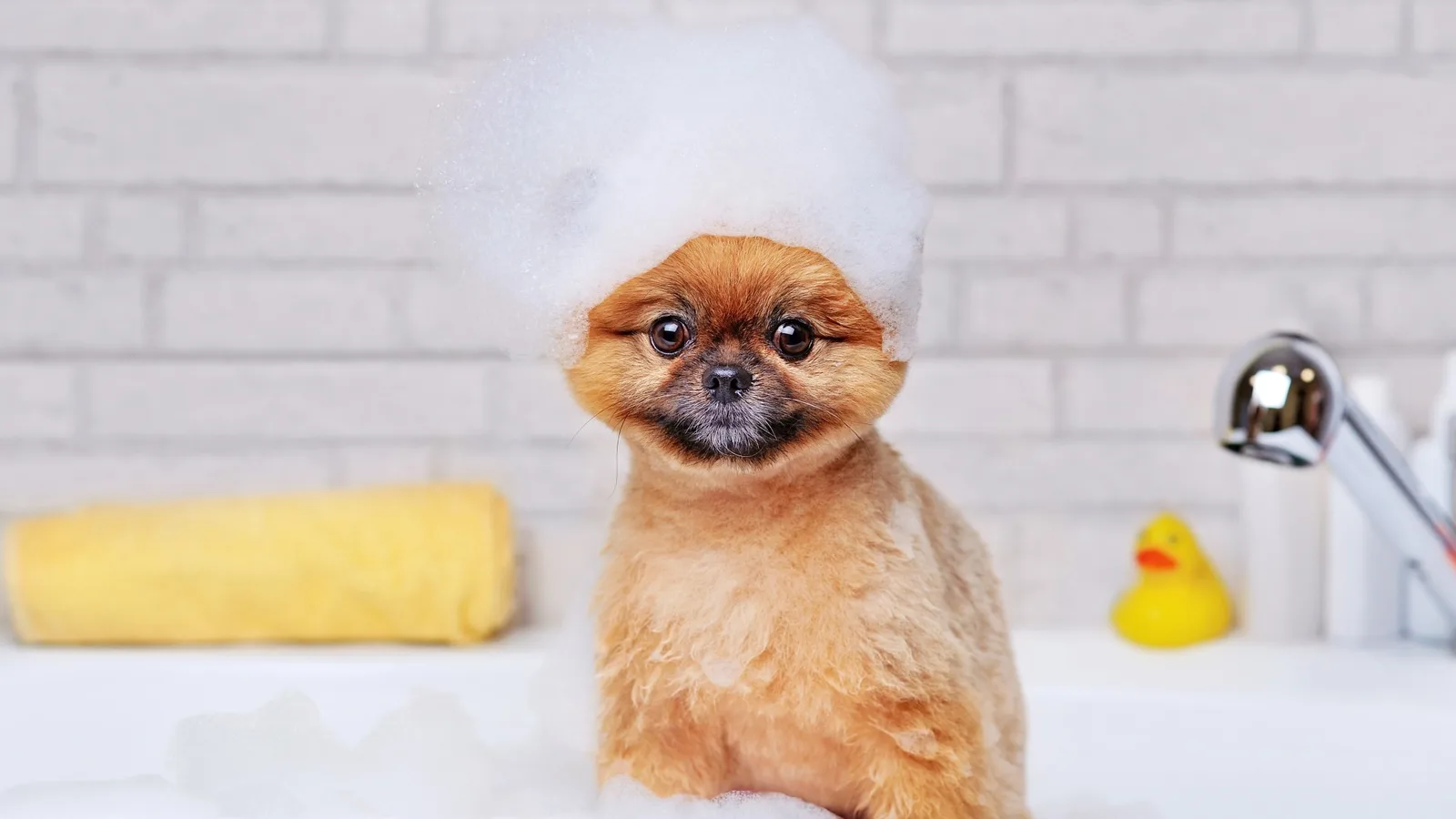 How to Bathe a Puppy Safely From First Rinse to Blow-Dry