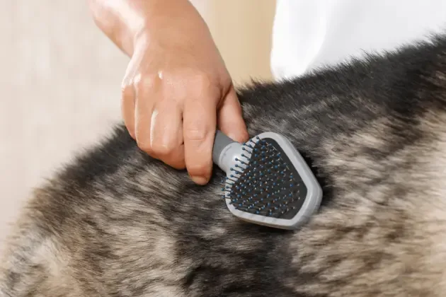 How To Brush a Dog’s Coat—and How Often for Safer At-Home Dog Grooming
