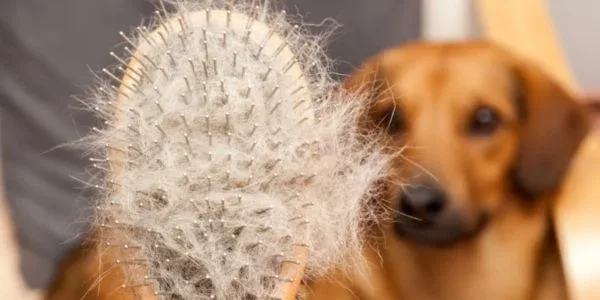 How To Brush a Dog’s Coat—and How Often for Safer At-Home Dog Grooming