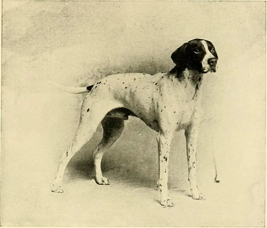 How to Brush a Dog's Coat