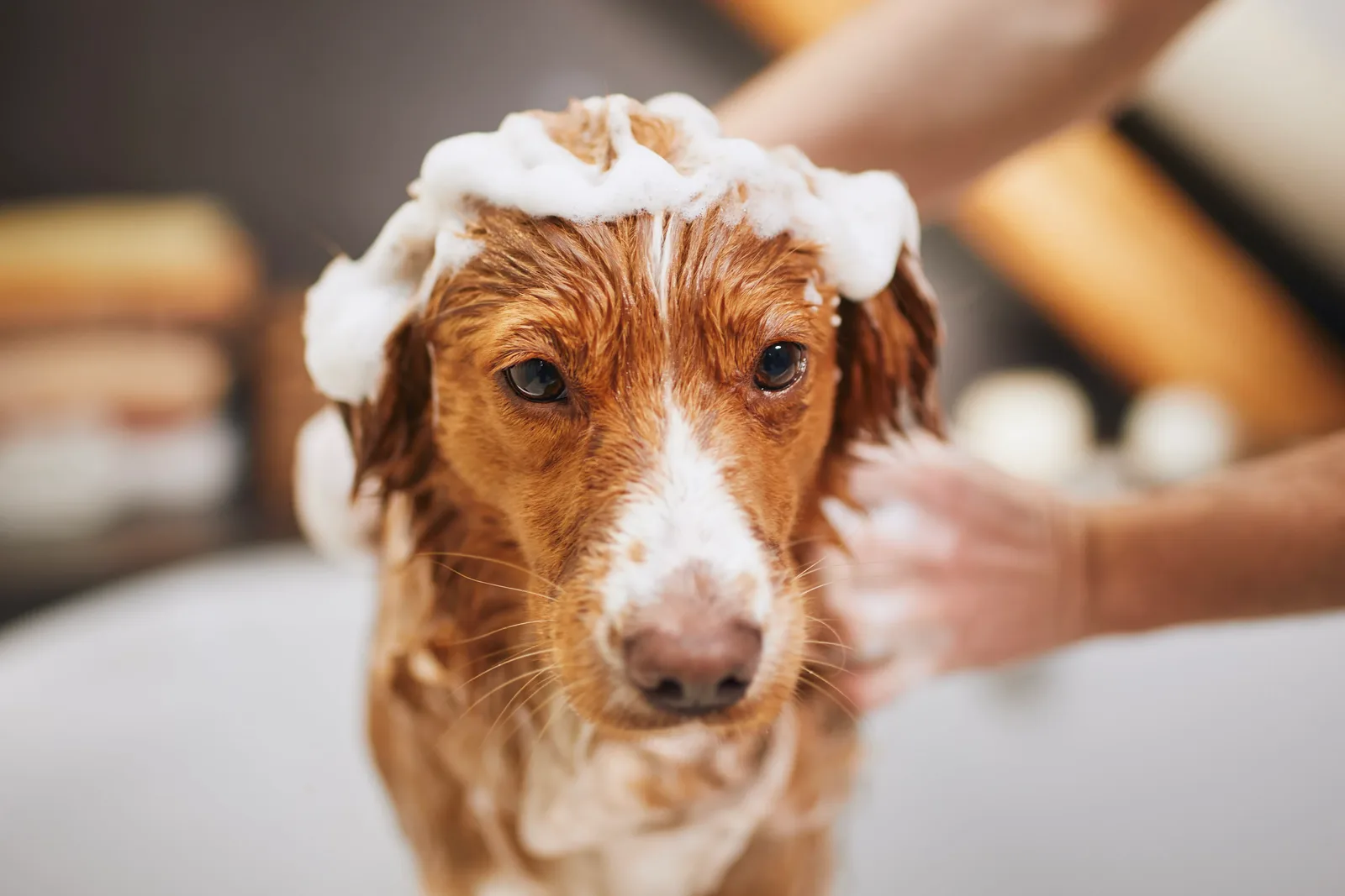 How to Choose a Dog Conditioner Based on Coat Type