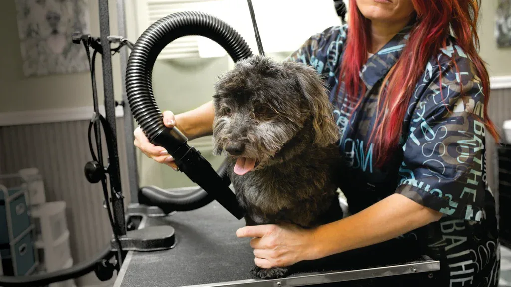 How to Choose a Dog Hair Dryer for Home Grooming