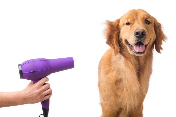 How to Choose a Dog Hair Dryer for Home Grooming