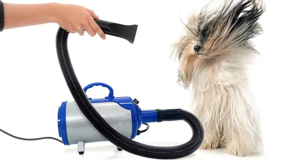 How to Choose a Dog Hair Dryer for Home Grooming