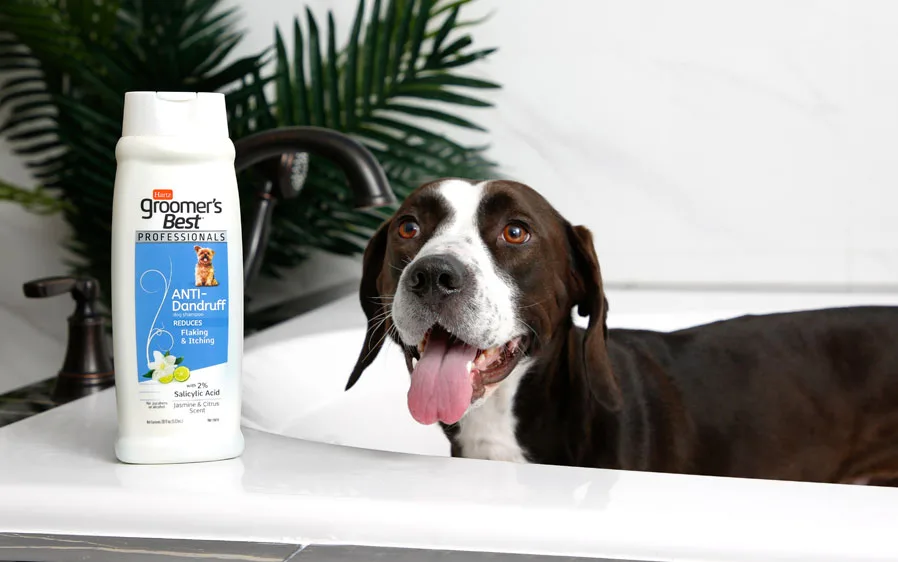 How to Choose a Dog Shampoo for Dandruff Without Drying the Skin More