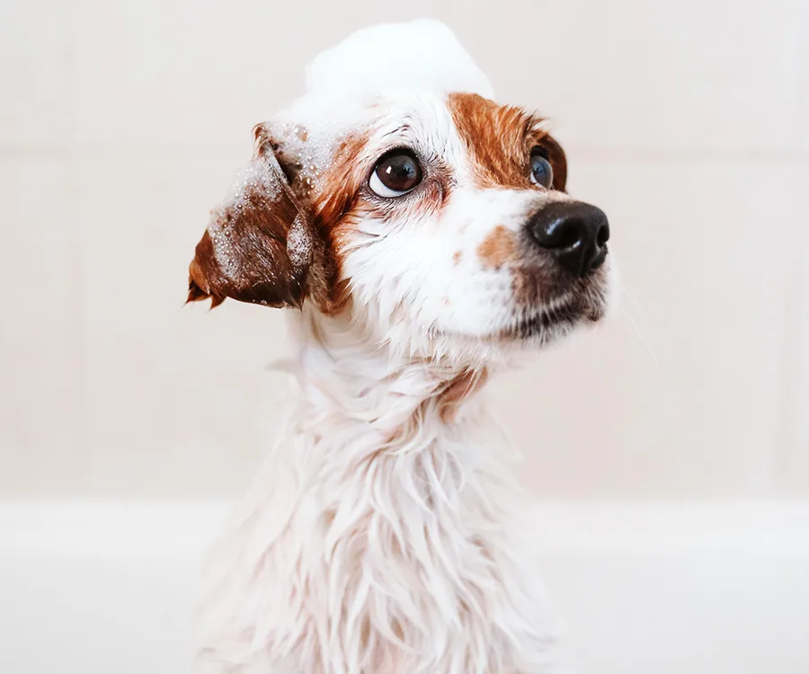How to Choose a Dog Shampoo for Dandruff Without Drying the Skin More
