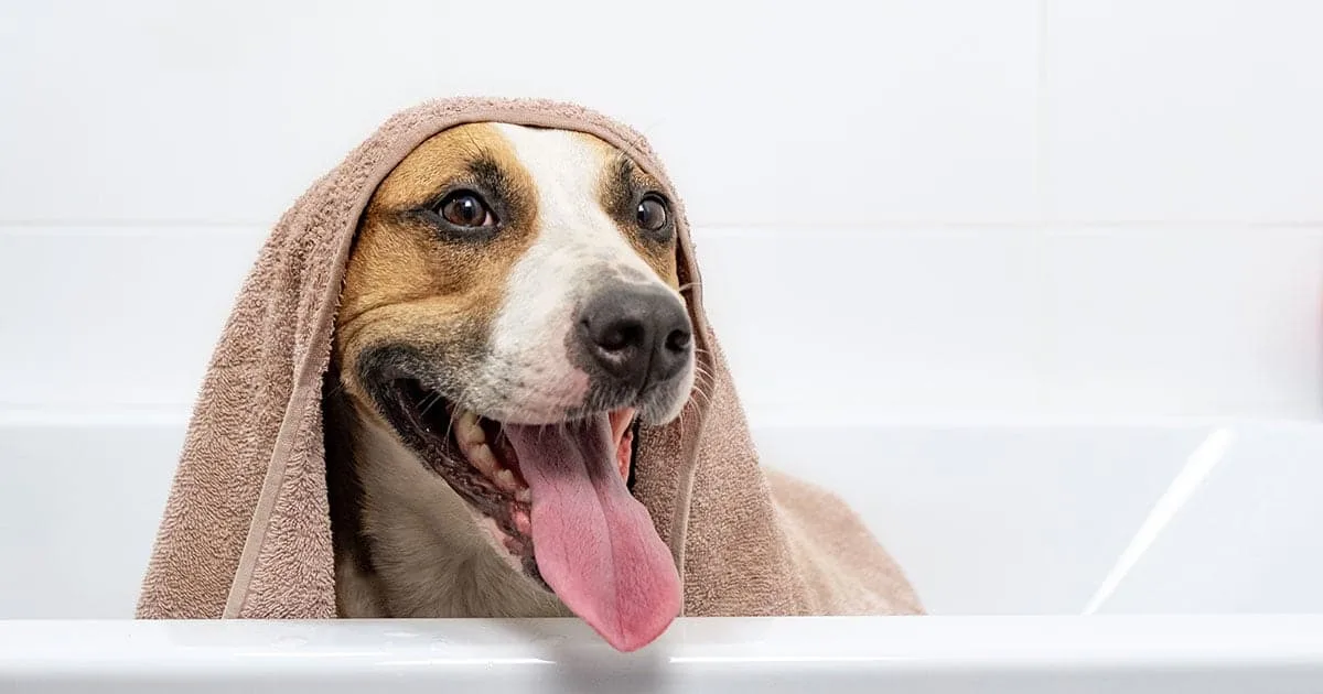 How to Choose a Dog Shampoo for Dandruff Without Drying the Skin More