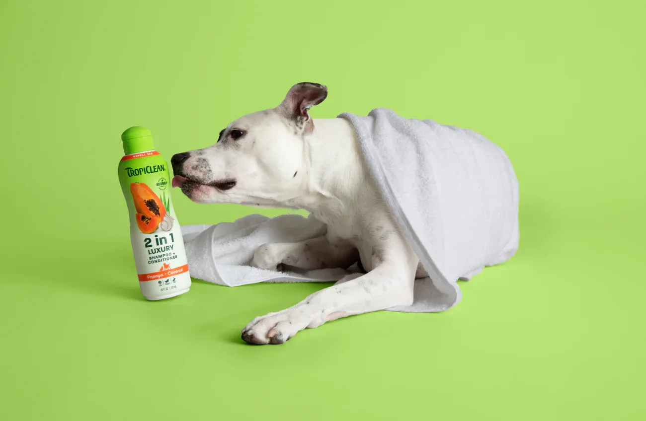 How to Choose a Dog Shampoo for Sensitive Skin Without Overwashing