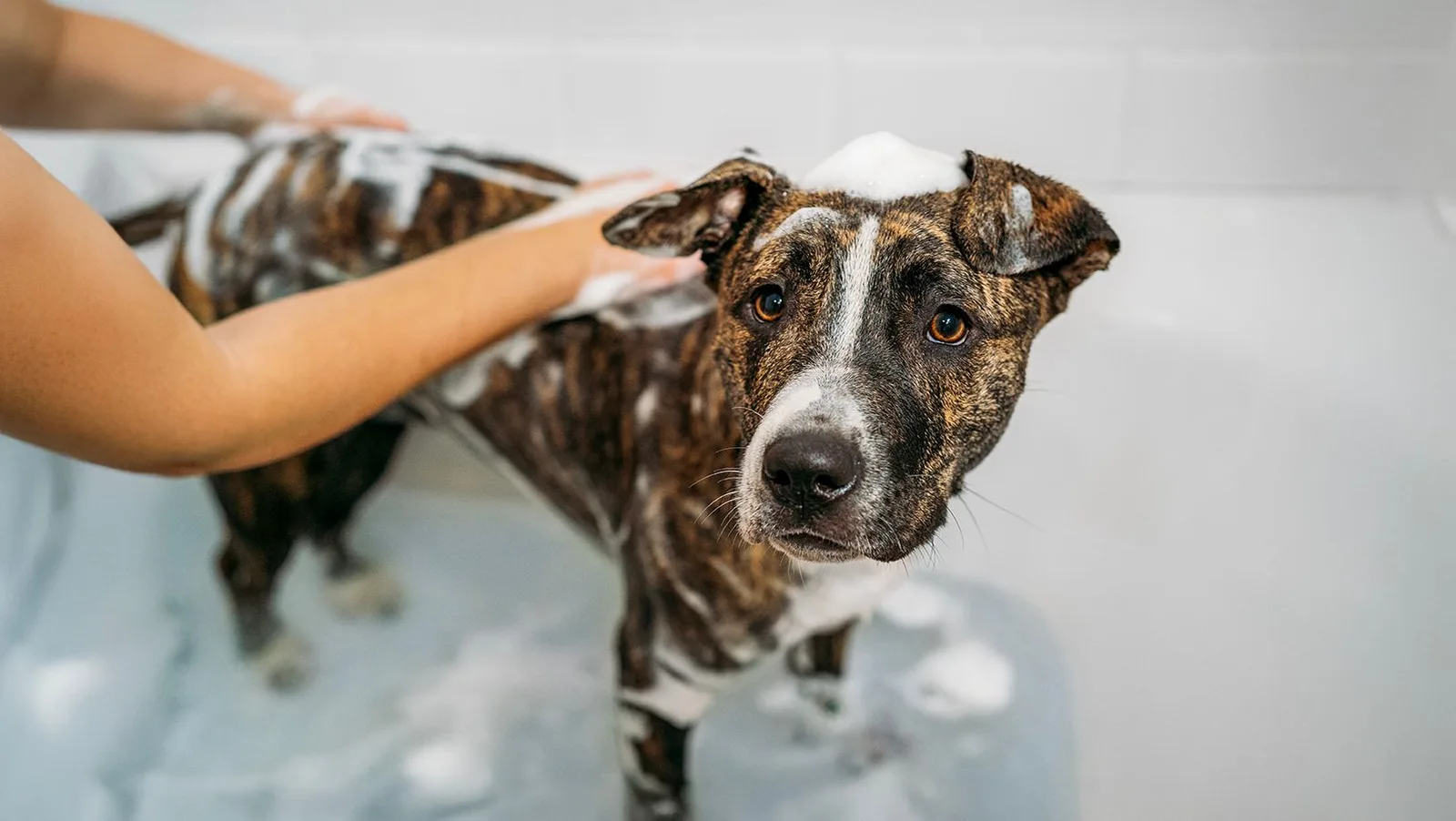 How to Choose a Dog Shampoo for Sensitive Skin Without Overwashing