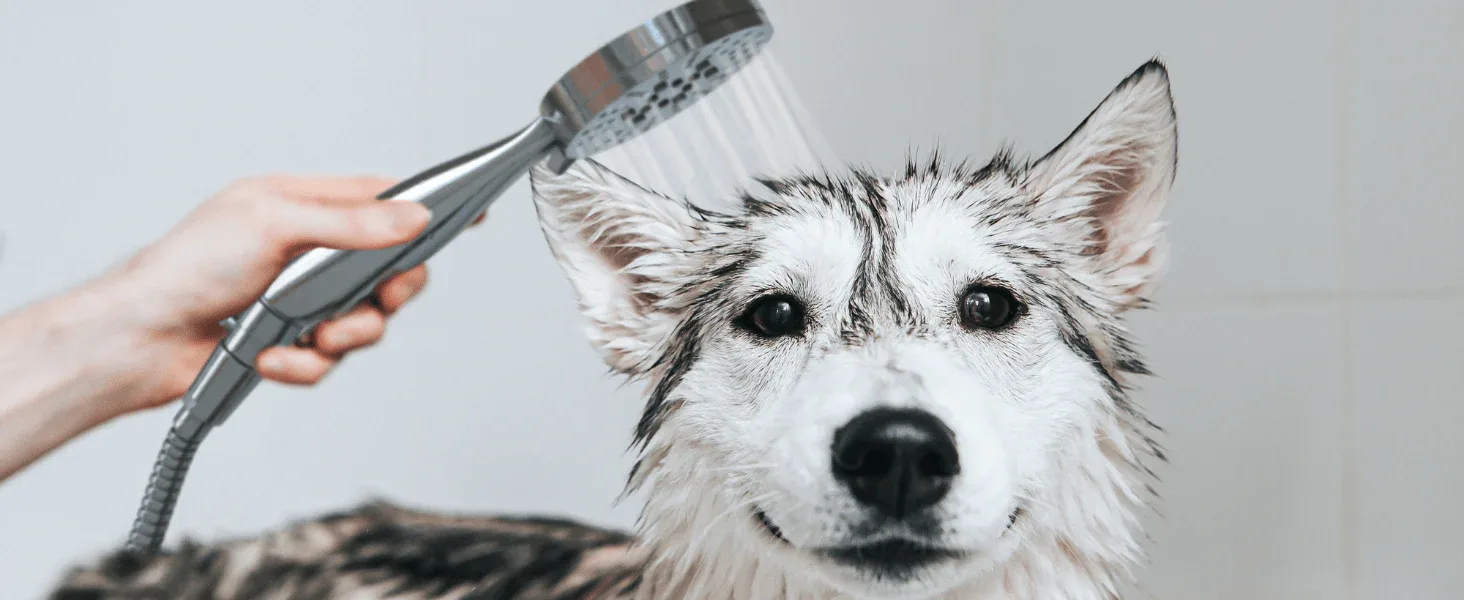 How to Choose a Dog Shower Attachment for Home Baths