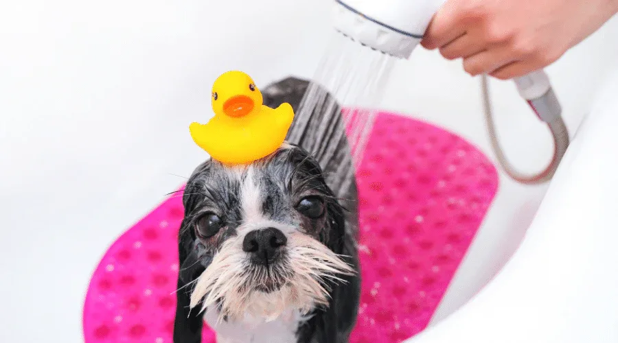 How to Choose a Dog Shower Attachment for Home Baths