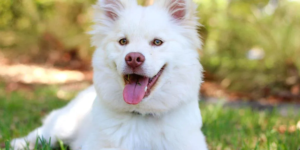 How to Choose a Dog Whitening Shampoo Without Drying the Coat