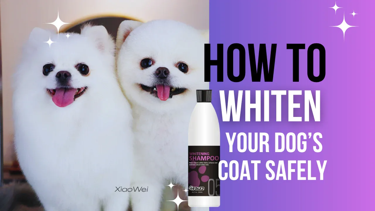 How to Choose a Dog Whitening Shampoo Without Drying the Coat
