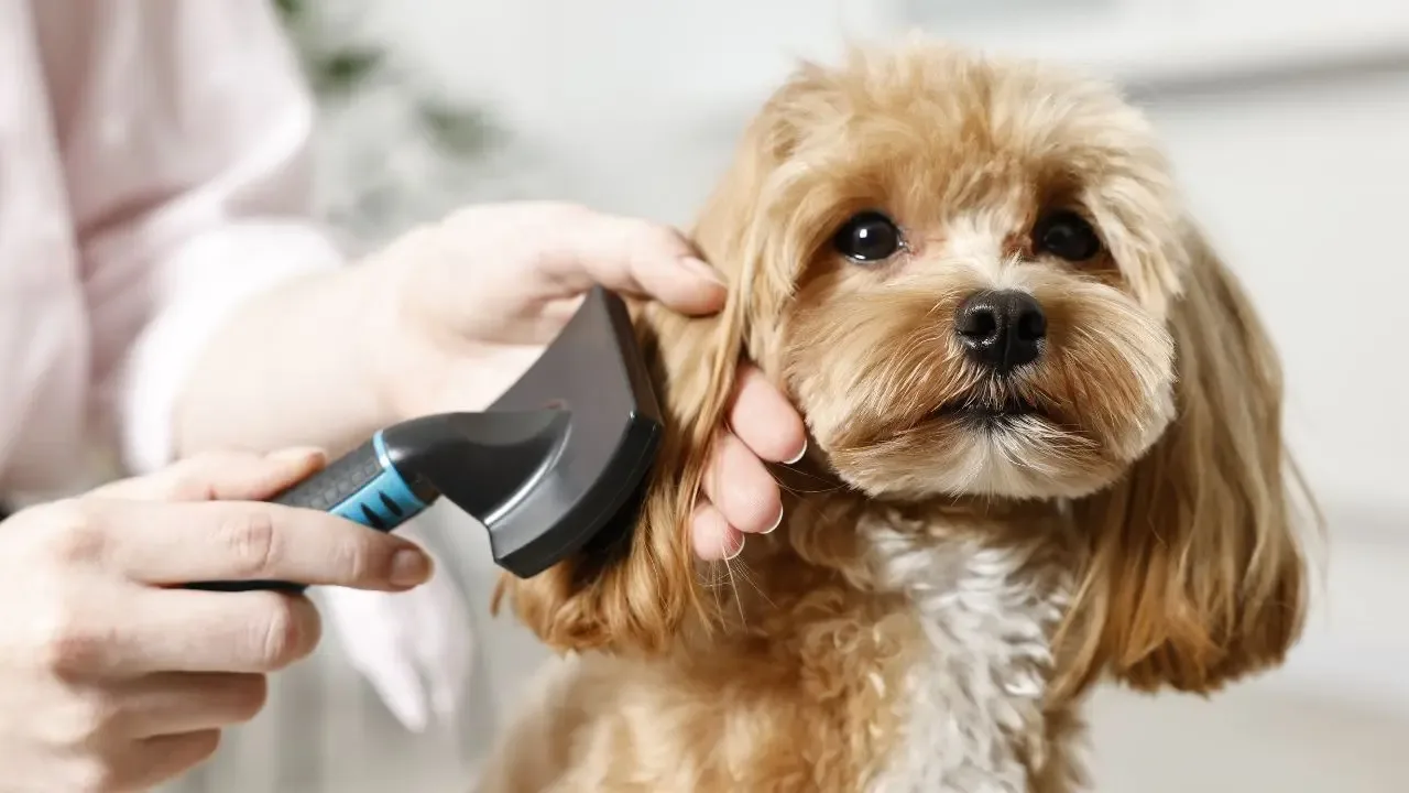 How to Choose the Right Dog Brushes for Safer At-Home Dog Grooming