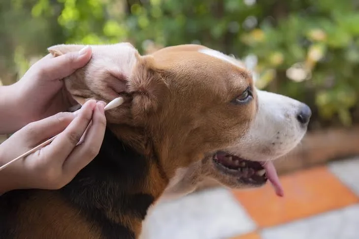 How to Clean Dog Ears Safely at Home
