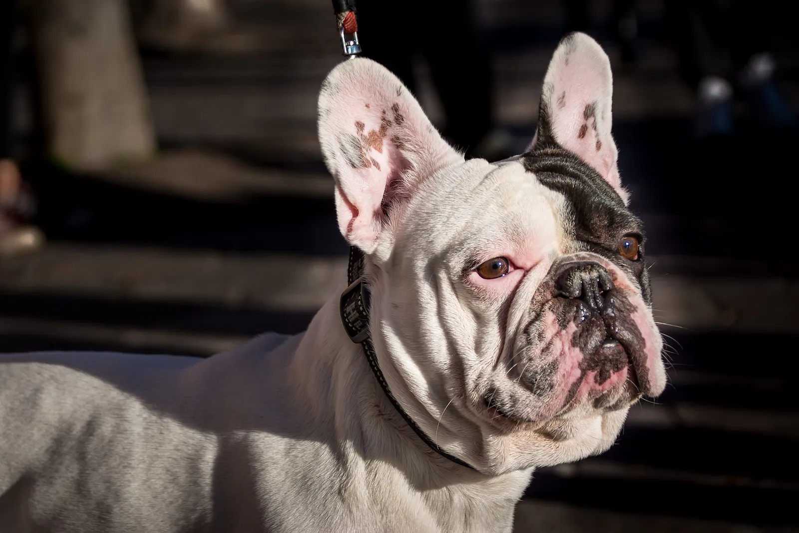 How to Clean Dog Face Folds