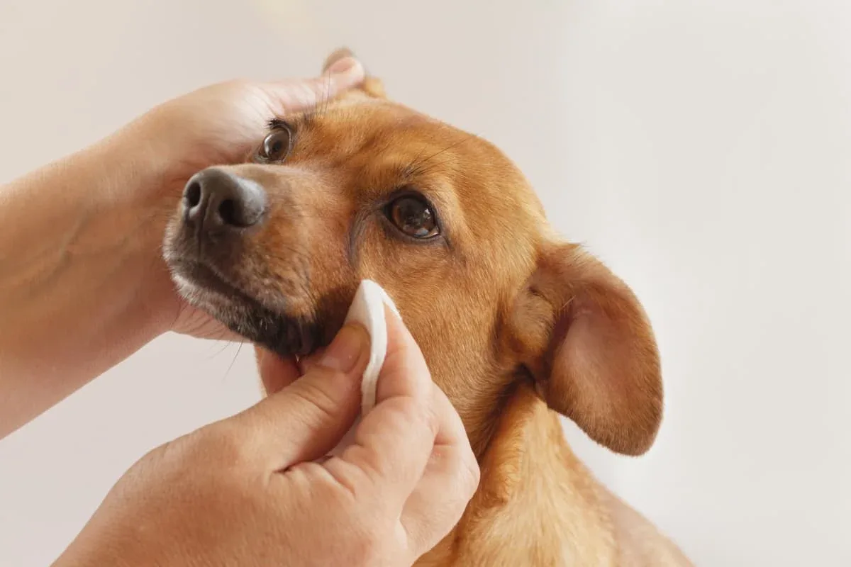 How to Clean Dog Fur Stains and Spot When They Need Veterinary Care