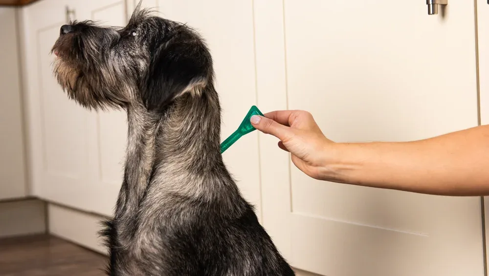 How to Clean Dog Fur Stains and Spot When They Need Veterinary Care