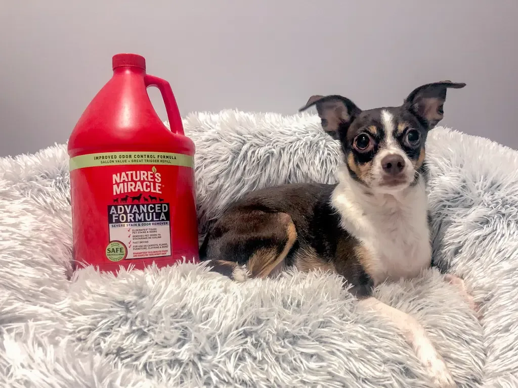 How to Clean Dog Fur Stains and Spot When They Need Veterinary Care