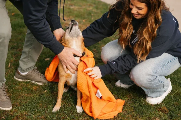 How to Clean Your Dog Between Baths Without Irritating the Skin