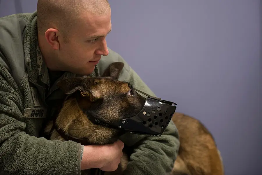 How to Clean Your Dog's Teeth at Home