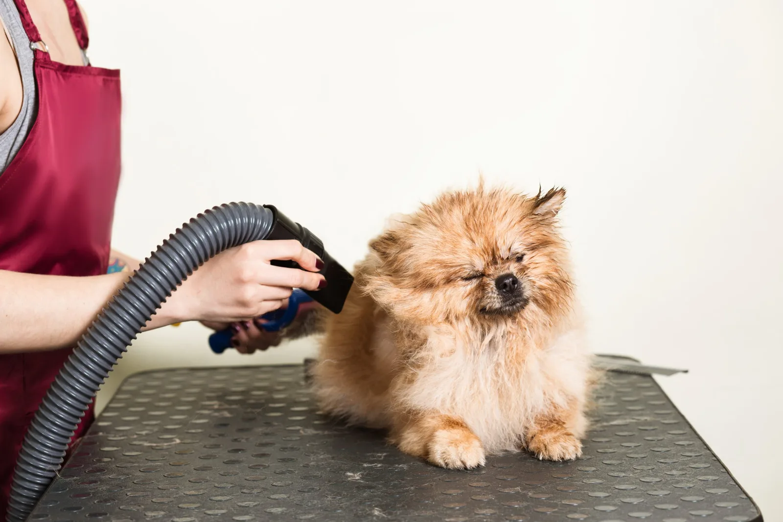 How to Dry Your Dog Completely Without Tangling the Coat