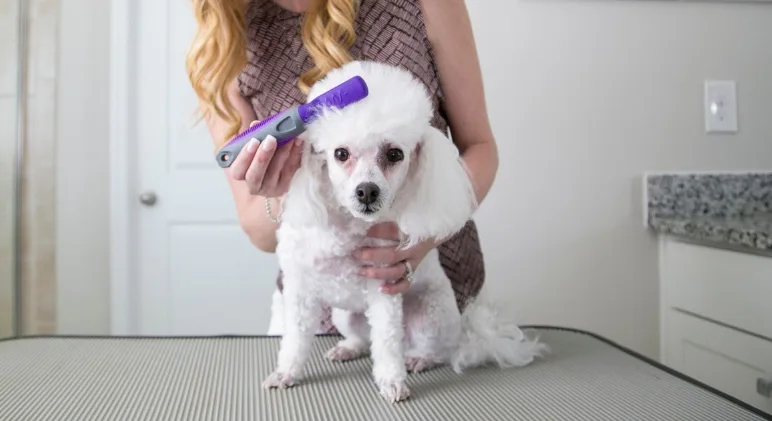 How to Dry Your Dog Completely Without Tangling the Coat