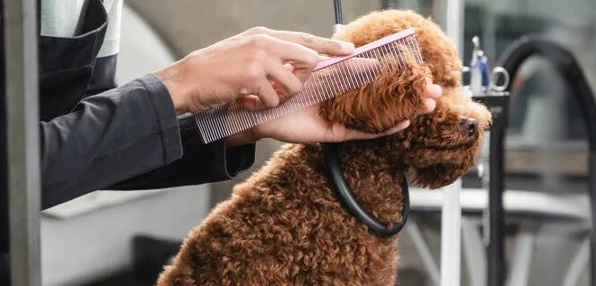 How to Dry Your Dog Completely Without Tangling the Coat