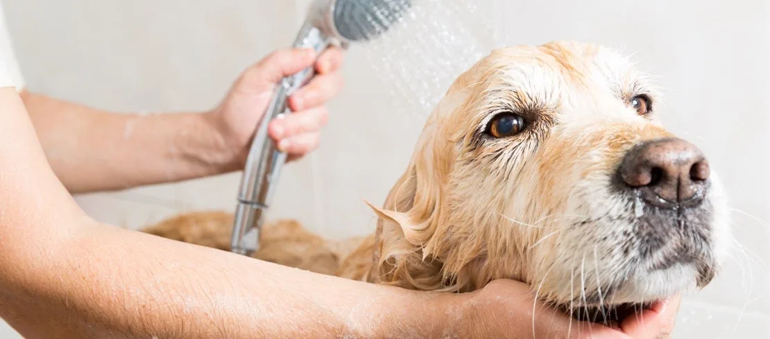 How To Give a Dog a Bath, Step by Step for Safer At-Home Dog Grooming