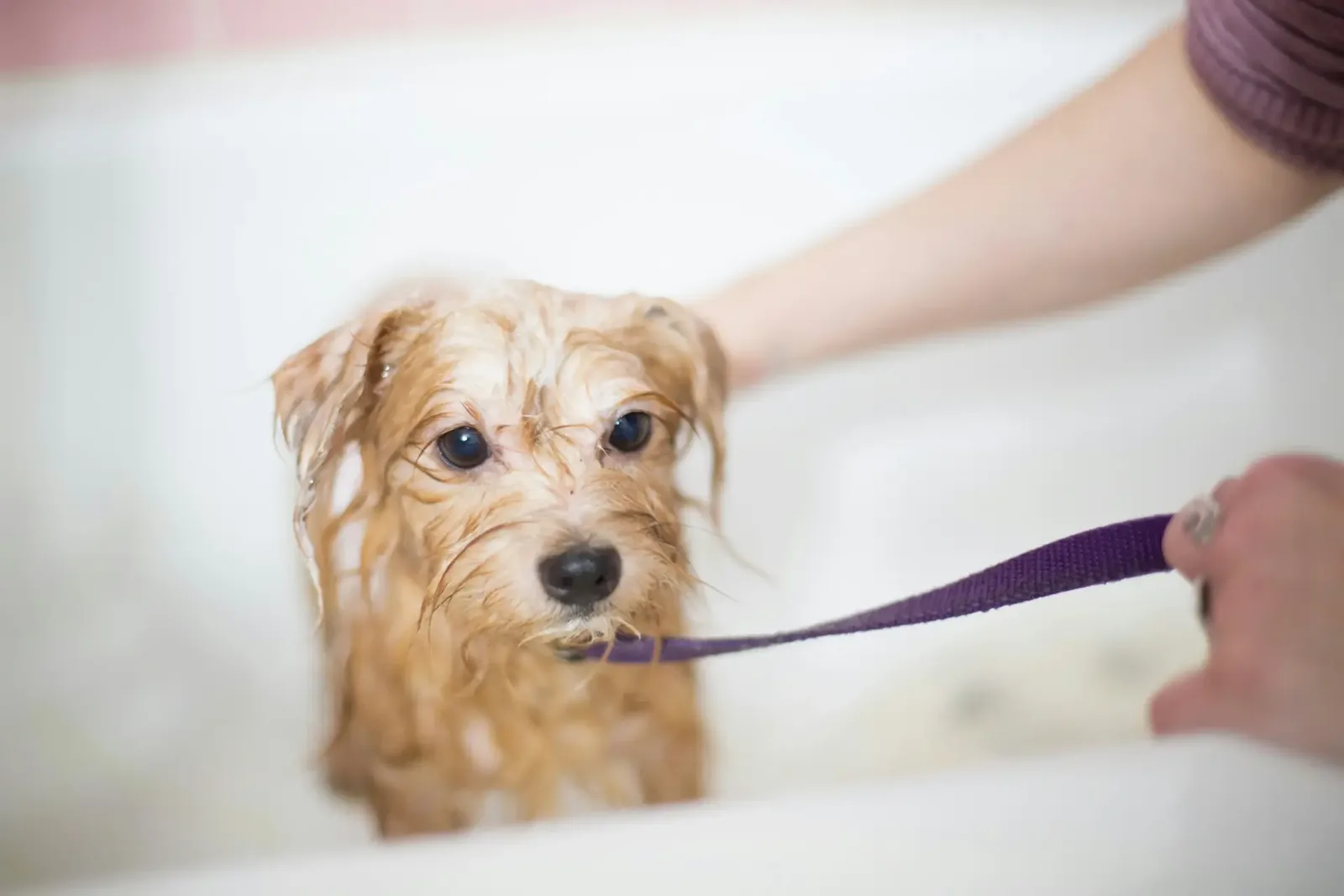 How To Give a Dog a Bath, Step by Step for Safer At-Home Dog Grooming