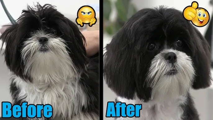 How to Groom a Double-Coated Dog for Safer At-Home Dog Grooming