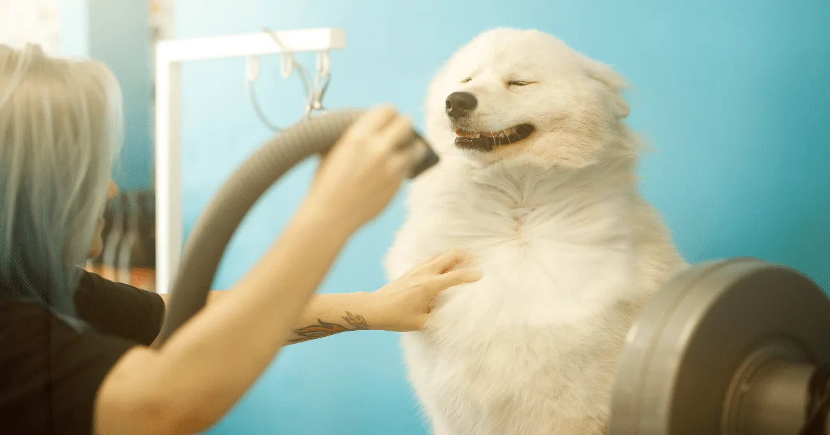 How to Groom a Double-Coated Dog for Safer At-Home Dog Grooming