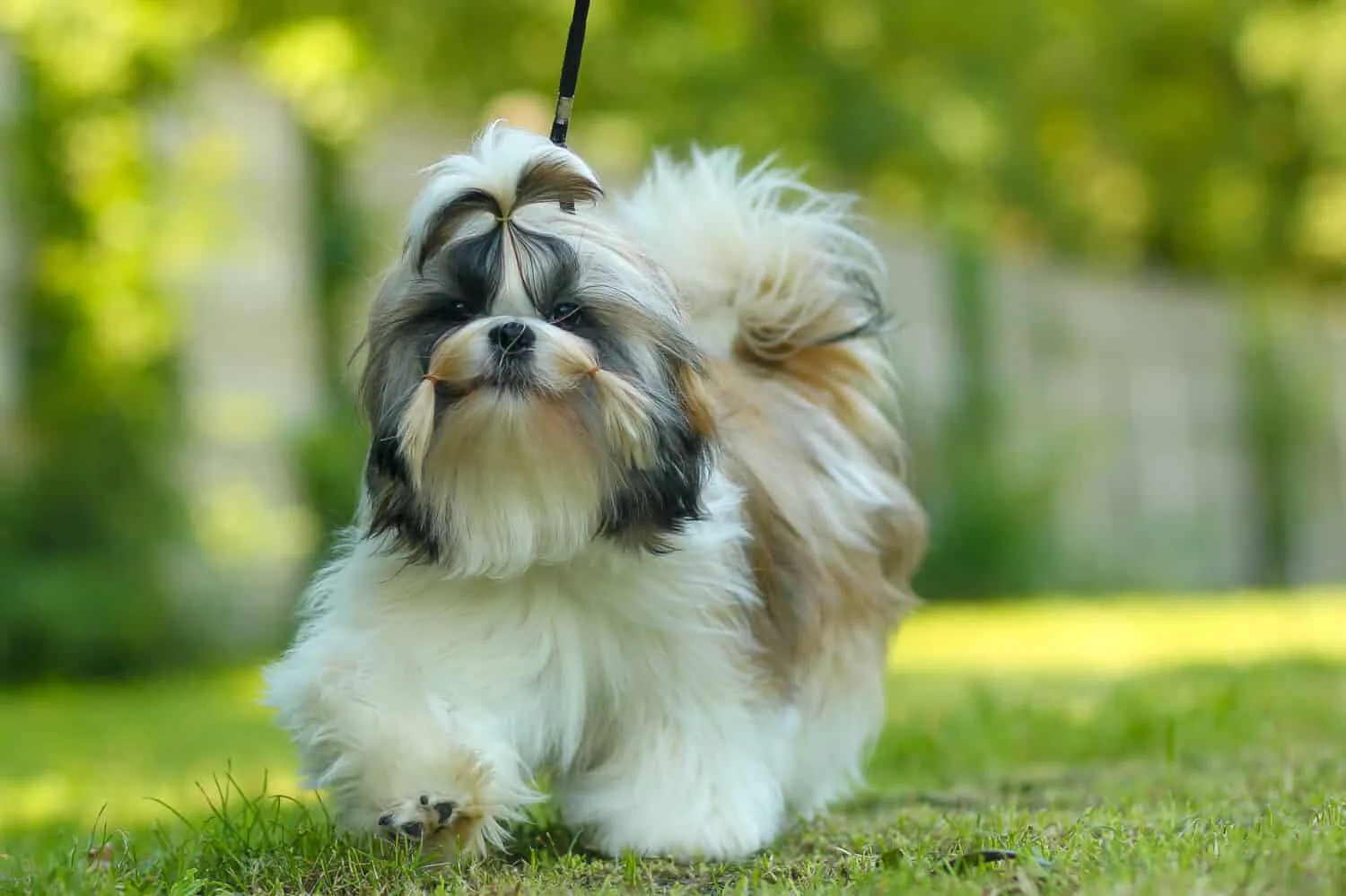 How to Groom a Double-Coated Dog for Safer At-Home Dog Grooming