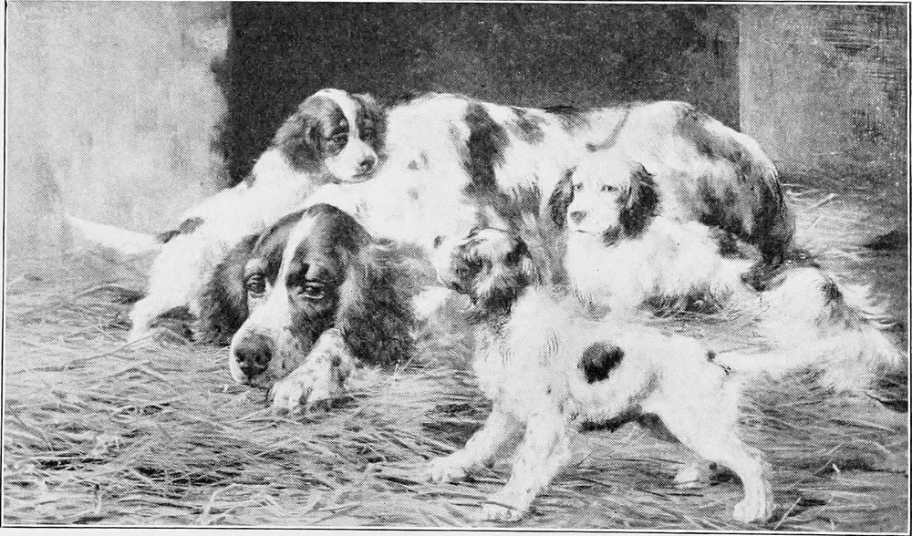 How to Handle Heavy Shedding in Spring illustration 2