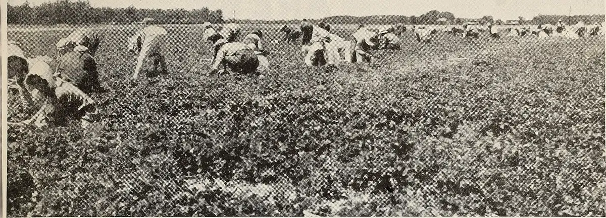 How to Handle Heavy Shedding in Spring