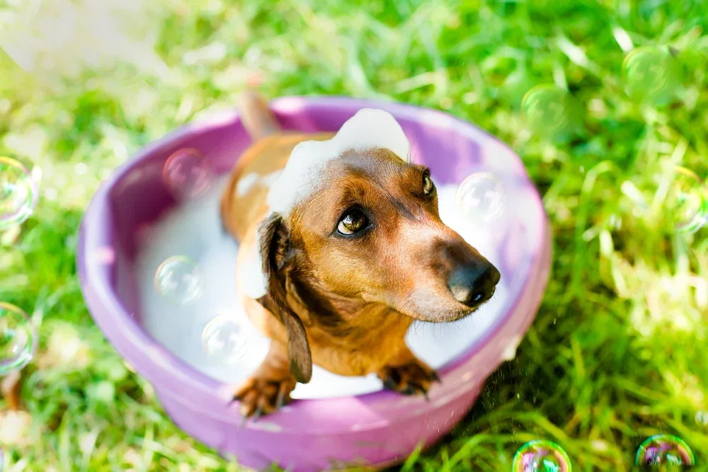 How to Make and Use Homemade Dog Shampoo Safely