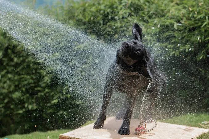 How to Make and Use Homemade Dog Shampoo Safely