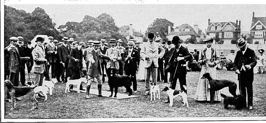 Dog being brushed to remove loose shedding coat