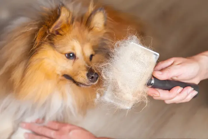 How to Manage Shedding, Mats, Long Nails, and Hot Spots