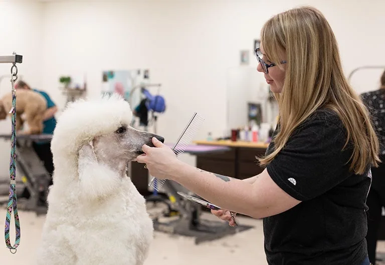 How to Manage Shedding, Mats, Long Nails, and Hot Spots