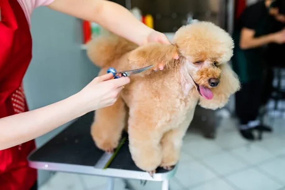 How to Set a Dog Grooming Schedule That Fits the Coat, Not the Calendar