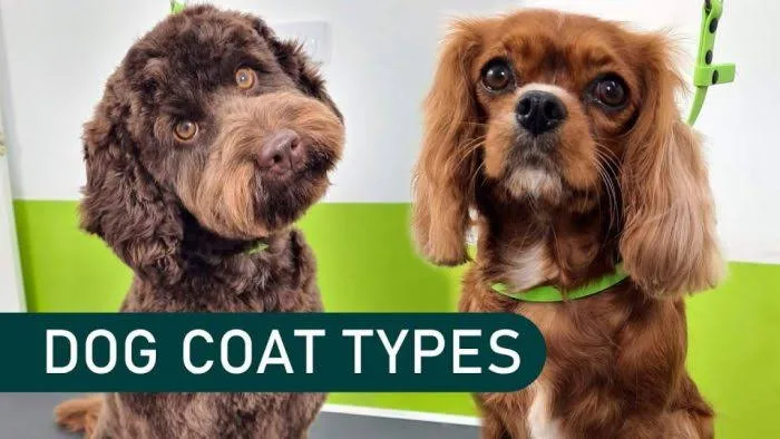 How to Set a Dog Grooming Schedule That Fits the Coat, Not the Calendar
